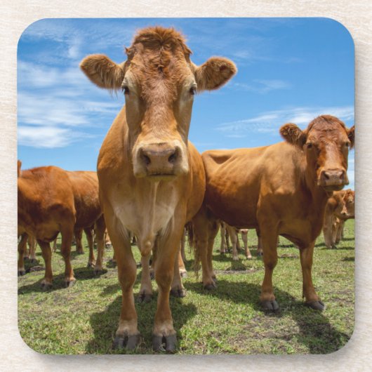 Dessous-de-verre Farms | Brown cow (Devant)