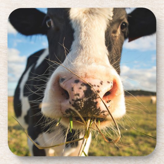 Dessous-de-verre Farms | Holstein Cow Chewing (Devant)
