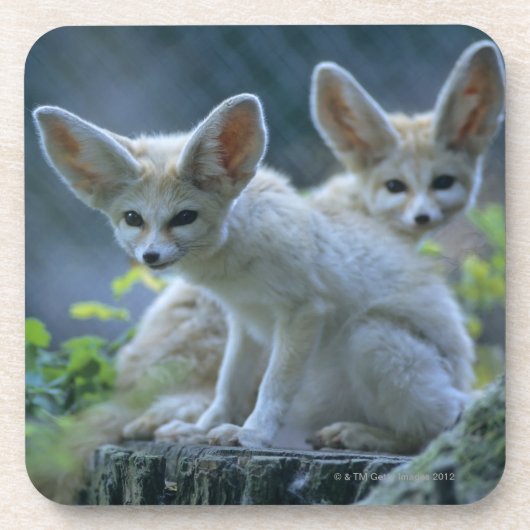 Dessous-de-verre Fennek (zerda de Vulpes) W�_stenfuchs, Fennec (Devant)