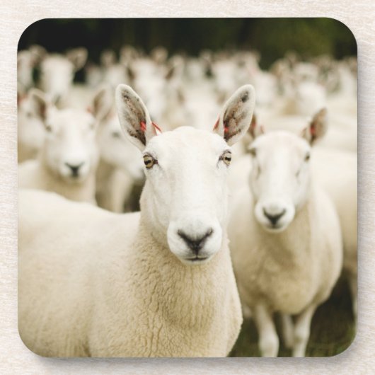 Dessous-de-verre Fermes | Troupeau de moutons (Devant)