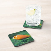 Dessous-de-verre Fermez-vous des poissons d'anémone des Maldives, (Côté Droit)