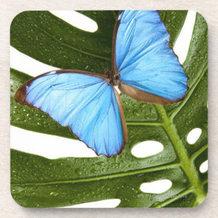 Dessous-de-verre Fermez-vous d'un papillon bleu de Morpho sur une