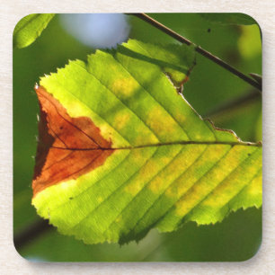 Dessous-de-verre Feuille de chute verte