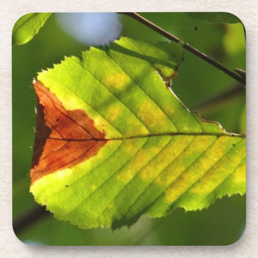 Dessous-de-verre Feuille de chute verte (Devant)