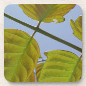 Dessous de verre feuille ressort (Devant)