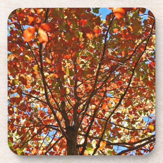 Dessous-de-verre Feux d'artifice d'automne (Devant)