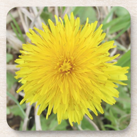 Dessous-de-verre Fier Dandelion Fleur. (Devant)