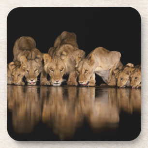 Dessous-de-verre Fierté de lions buvant au point d'eau la nuit