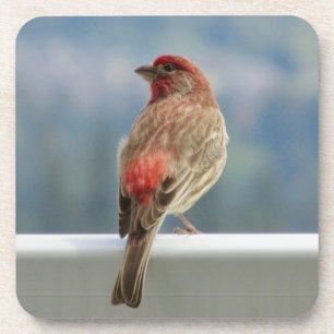 Dessous-de-verre Finch rouge Extraire la vue.