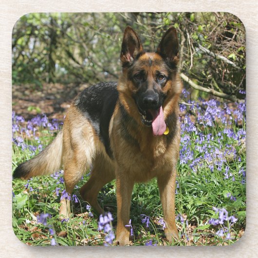 Dessous-de-verre Fixation de berger allemand (Devant)