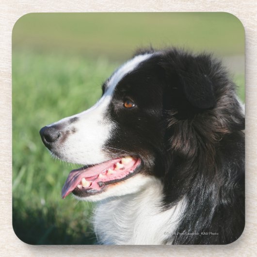 Dessous-de-verre Fixation de chiot de border collie (Devant)