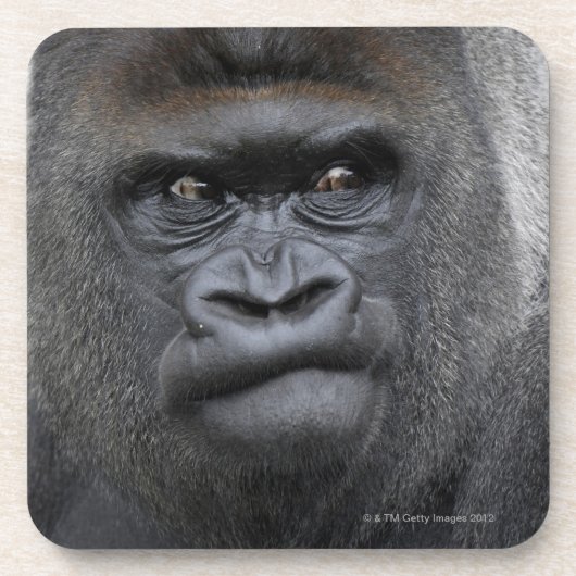 Dessous-de-verre Flachlandgorilla, gorille de gorille, (Devant)