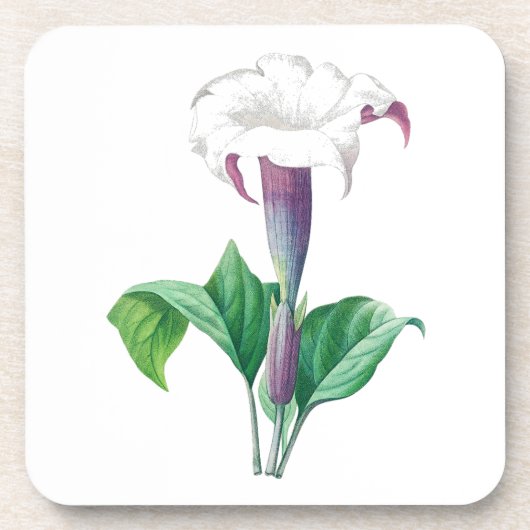 Dessous-de-verre Fleur : A006 Thorn Apple - (Devant)