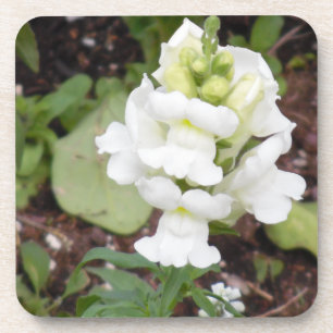 Dessous-de-verre Fleur blanche