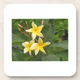 Dessous-de-verre Fleur botanique de Plumeria jaune