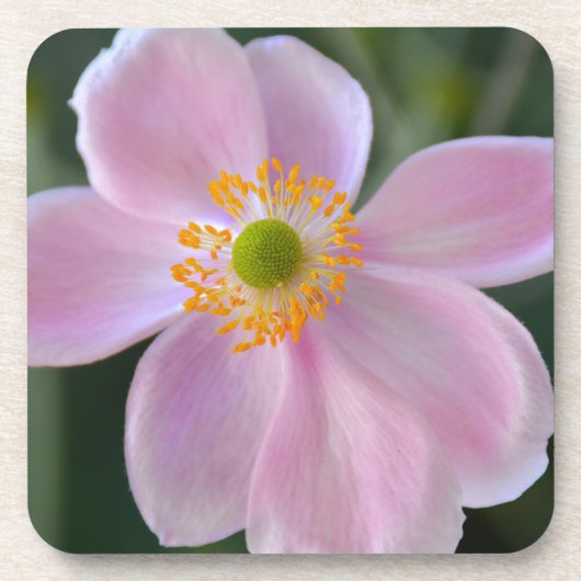 Dessous-de-verre Fleur d'anémone japonaise rose (Devant)