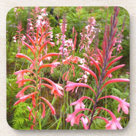 Dessous-de-verre Fleur de Bugle Lily (Watsonia), Cap Est (Devant)