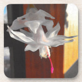 Dessous-de-verre Fleur de cactus blancs (Devant)