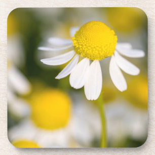 Dessous-de-verre Fleur de camomille en gros plan, Hongrie
