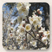 Dessous-de-verre Fleur de cerisier blanc / Sakura / ク(桜) (Devant)