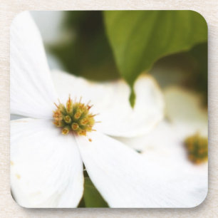 Dessous-de-verre Fleur de Dogwood blanc