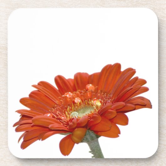 Dessous-de-verre Fleur de Gerbera de marguerite orange (Devant)