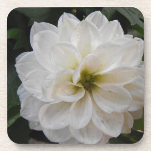 Dessous-de-verre fleur de jardin - dahlia blanc. photographie flora