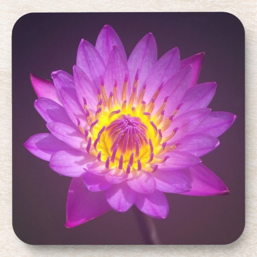 Dessous-de-verre Fleur de Lotus pourpre (Devant)