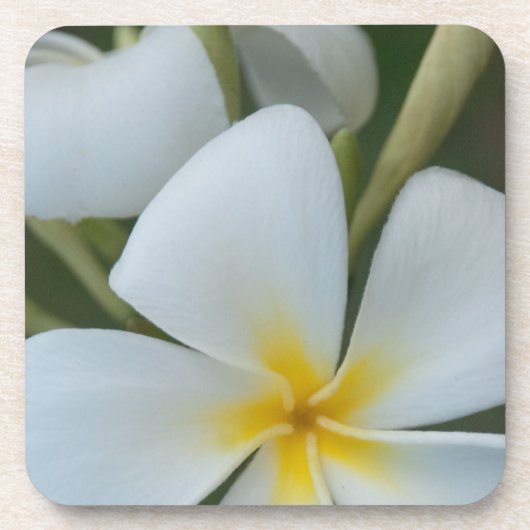 Dessous-de-verre Fleur de Plumeria Tropicale Blanche De Fidji (Devant)