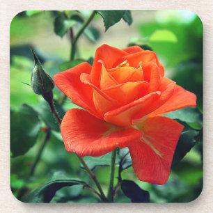 Dessous-de-verre Fleur de rose de la nature-46458