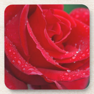 Dessous-de-verre Fleur de rose rouge unique qui éclot