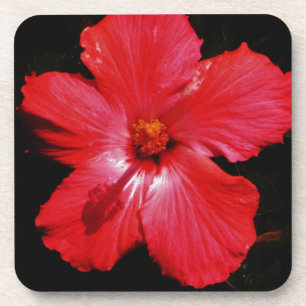 Dessous-de-verre Fleur d'Hibiscus rouge rose chaud sur noir