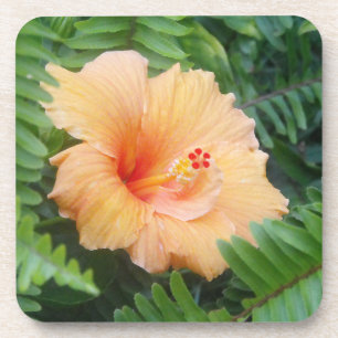Dessous-de-verre Fleur orange de ketmie avec des fougères
