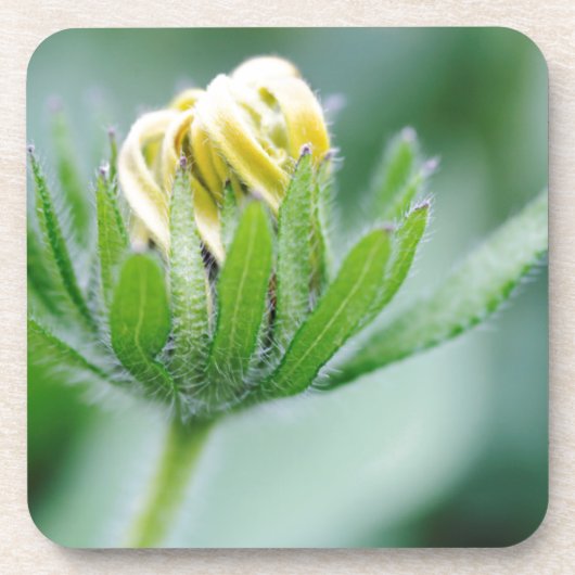 Dessous-de-verre Fleur ouverte de l'Echinacea (Devant)