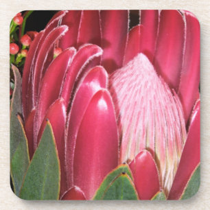 Dessous-de-verre Fleur rose de Protea