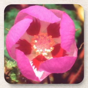 Dessous-de-verre Fleur sauvage Desert Five Spot