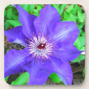 Dessous-de-verre Fleur violette Clematis