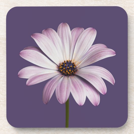 Dessous-de-verre Fleurs | Blancs et marguerites (Devant)