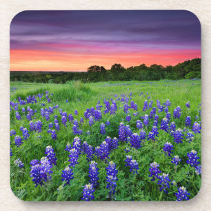 Dessous-de-verre Fleurs   Bluebonnets à Sunset Texas
