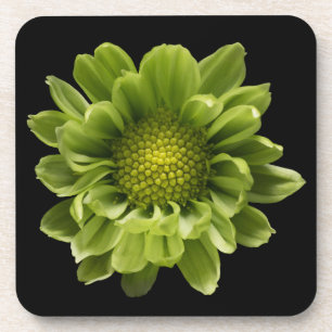 Dessous-de-verre Fleurs   Chrysanthème vert