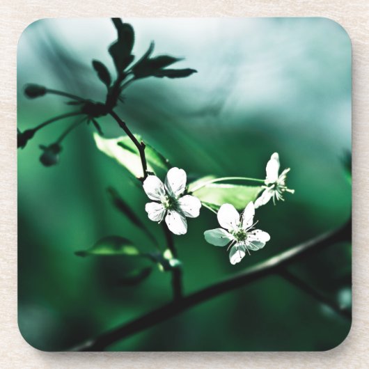 Dessous-de-verre Fleurs de cerisiers blancs (Devant)