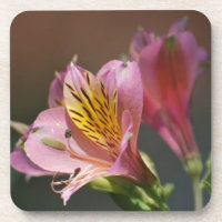 Fleurs de Lys inca roses et sens