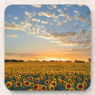 Dessous-de-verre Fleurs de soleil au coucher du soleil