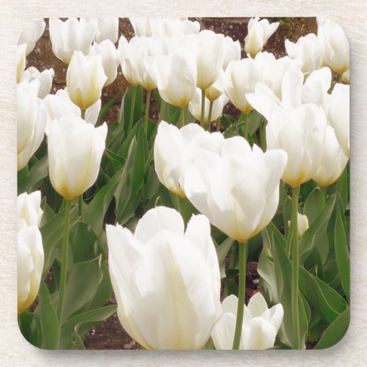 Dessous-de-verre Fleurs de tulipes blanches (Devant)