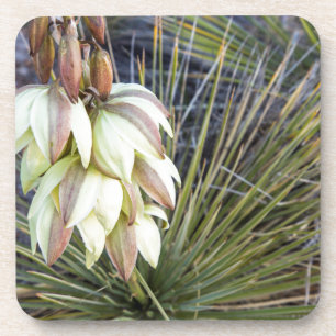 Dessous-de-verre Fleurs de Yucca elata dans le Haut Missouri