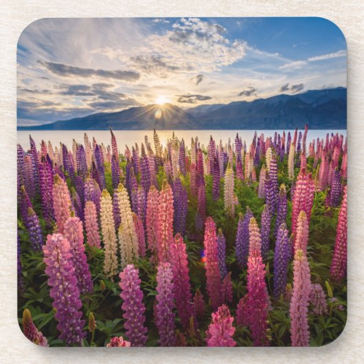 Dessous-de-verre Fleurs | Lupines Nouvelle-Zélande (Devant)