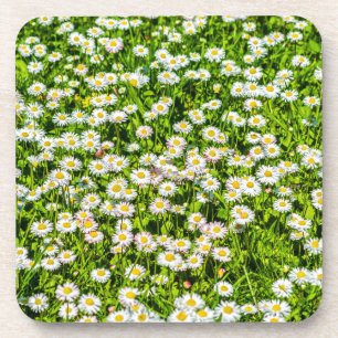Dessous-de-verre Fleurs marguerites