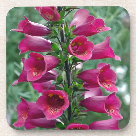 Dessous-de-verre Fleurs roses de renard (Devant)