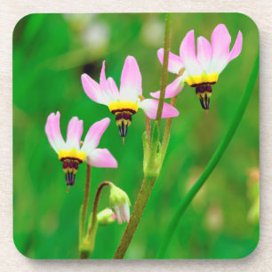 Dessous-de-verre Fleurs sauvages Shooting Star dans le parc Mission