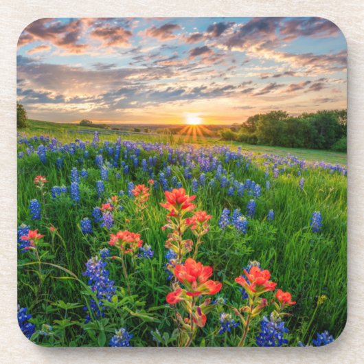 Dessous-de-verre Fleurs | Texas Bluebonnets & Indian Paintbrush (Devant)